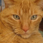 Andy the Cat