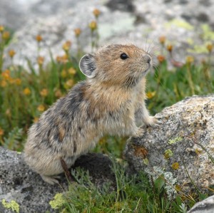 Pika - World's Cutest Ruminant (photo by Stephen R. Jones)