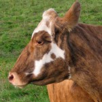 Skaftafell a happy cow