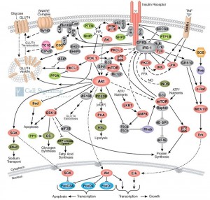 Insulin_Receptor