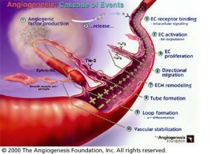 angiogenesis.