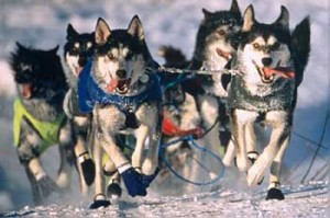 Iditarod_Sled_Dog_Race