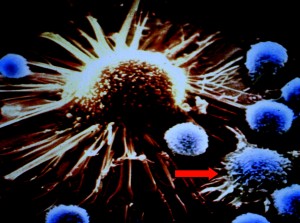 F1.large T Cell attacks cancer PNAS