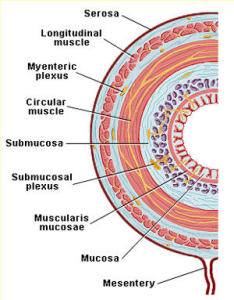 GI-tract-layers  gistssupport.org