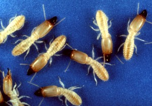 Termites from Wiki Commons