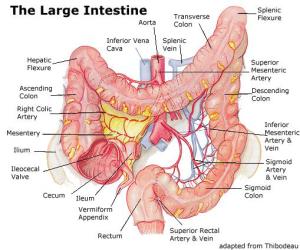 The Colon, AKA large intestine, AKA the gut www.acm_.uiuc_.edu