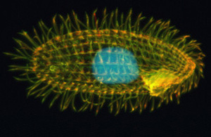 Cell - Tetrahymena - Wiki